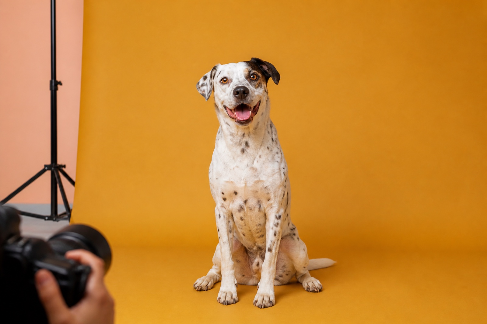 A dog posing at a Happy Woof photo session